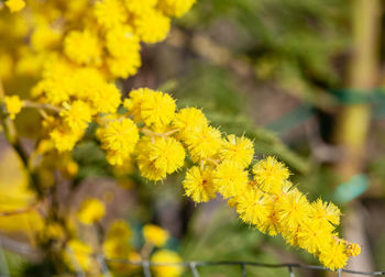 Close-up of yellow flowering plant