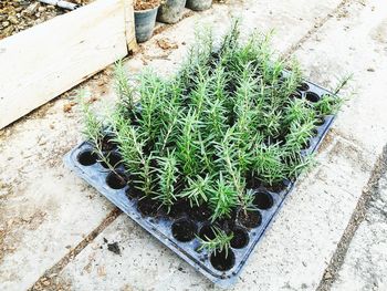 High angle view of potted plant