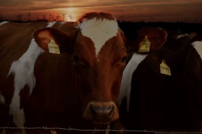 Close-up portrait of cow standing