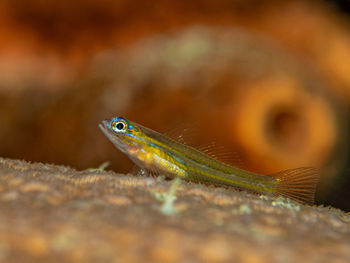 Coryphopterus lipernes, the peppermint goby