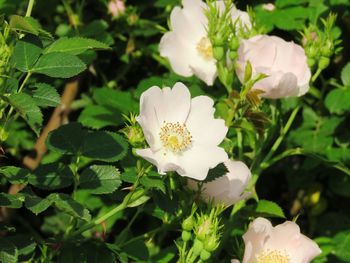 Close-up of white flowering plant on field