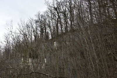 Low angle view of bare trees in forest against sky