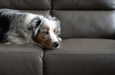 A blue merle australian shepherd is lying on a gray leather sofa. fluffy dog in the apartment. 