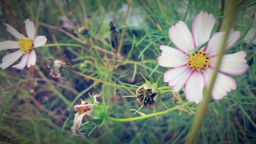 Close-up of pink flowers blooming outdoors
