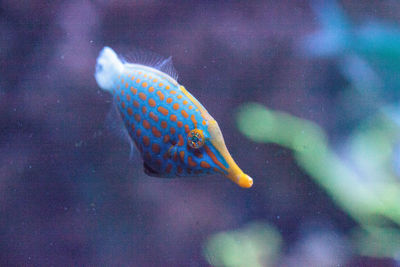 Close-up of fish swimming in tank at aquarium