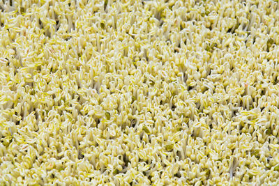 Full frame shot of yellow flowering plants