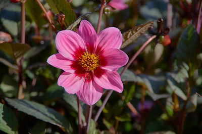 Close-up of pink flower