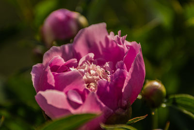 Close-up of pink rose flower