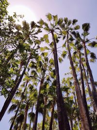 Low angle view of coconut palm trees against clear sky