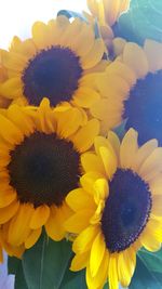 Close-up of sunflowers blooming outdoors