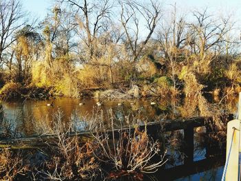 Bare trees by lake in forest against clear sky