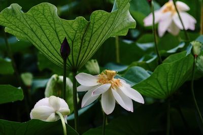 Close-up of white flowering plant