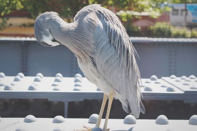 Close-up of bird perching on wall