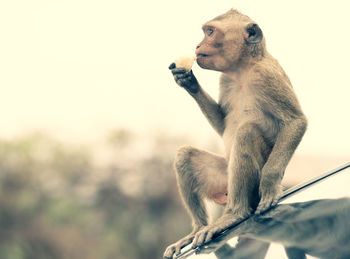 Monkey eating food in thailand.