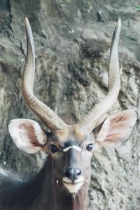 Close-up portrait of deer against rocks