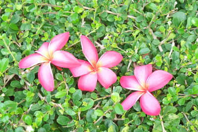 Close-up of pink flowers blooming outdoors