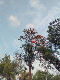 Low angle view of flowering tree against sky