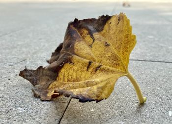 Close-up of sunlight falling on dry leaf