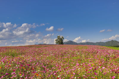 Scenic view of flowering plants on field against sky