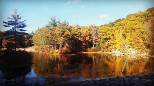 Reflection of trees in lake