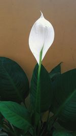 Close-up of flower against blurred background