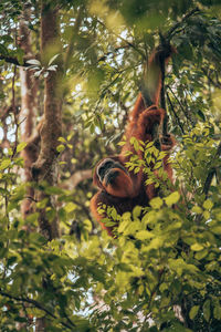 Close-up of squirrel on tree