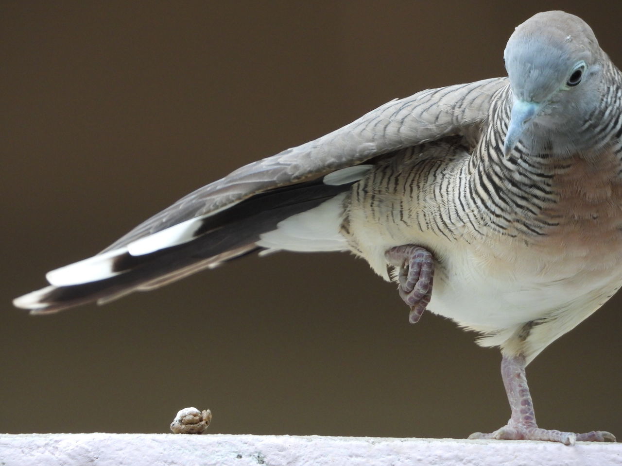 CLOSE-UP OF PARROT PERCHING