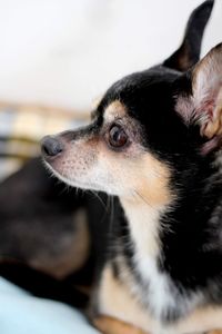 Close-up of dog looking away