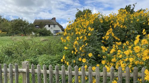 Yellow flowering plants by building against sky