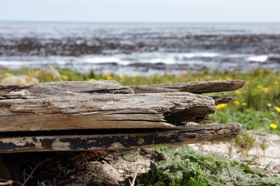 Driftwood on beach