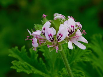 Close-up of pink flowering plant