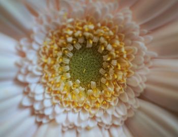 Close-up of yellow flower