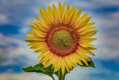 Close-up of sunflower against sky