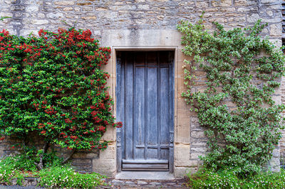 Plants growing outside building