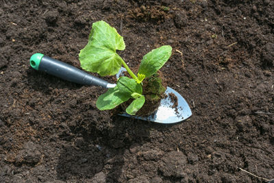 High angle view of plant on field