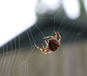 Spider on web
