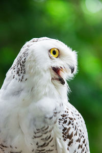 Close-up portrait of white owl