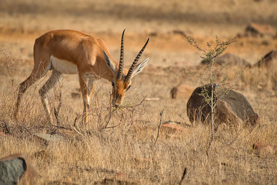 Deer eating grass in national park