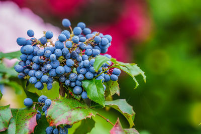 Close-up of grapes growing on plant