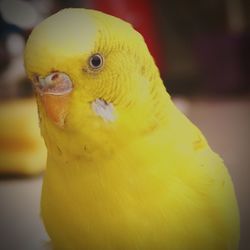 Close-up portrait of yellow bird