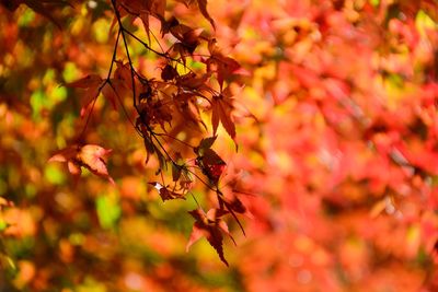 Close-up of maple leaves on plant