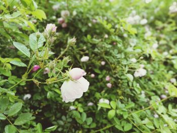 Close-up of flowers growing on plant