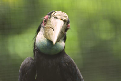 Female rhyticeros undulatus, the wreathed hornbill in tropical rainforest  at east kalimantan