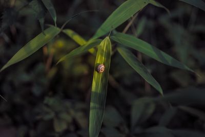 Close-up of plant