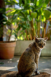 Cat sitting on a tree