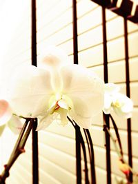 Close-up of flower against blurred background