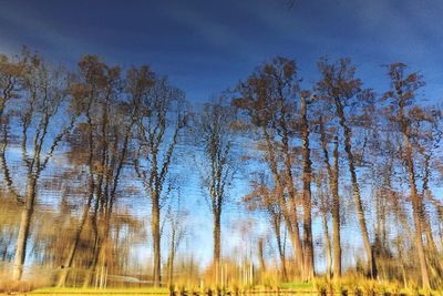 Trees in forest
