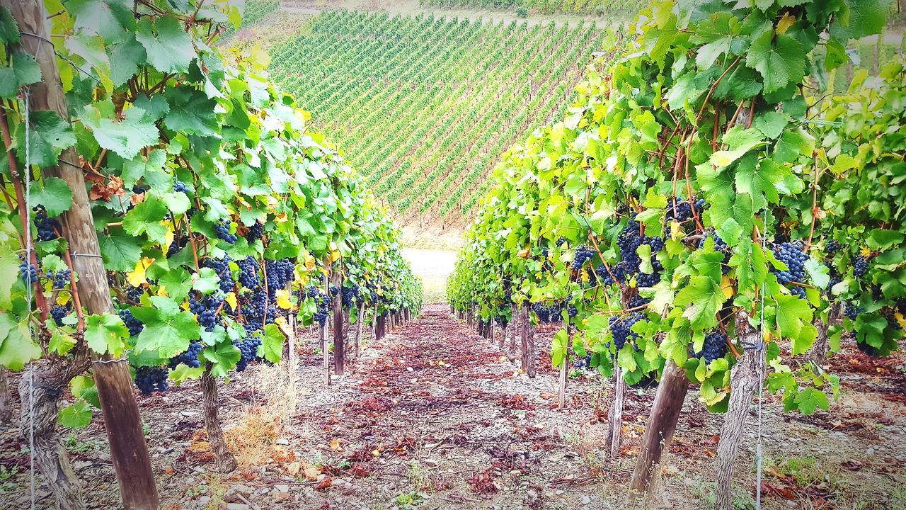 PLANTS GROWING ON VINEYARD