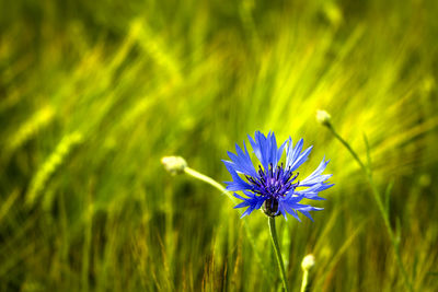 Close-up of purple flower on field