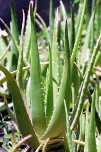 Close-up of succulent plant